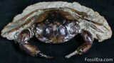 D Fossil Crab Pulalius - Washington State #7318-2